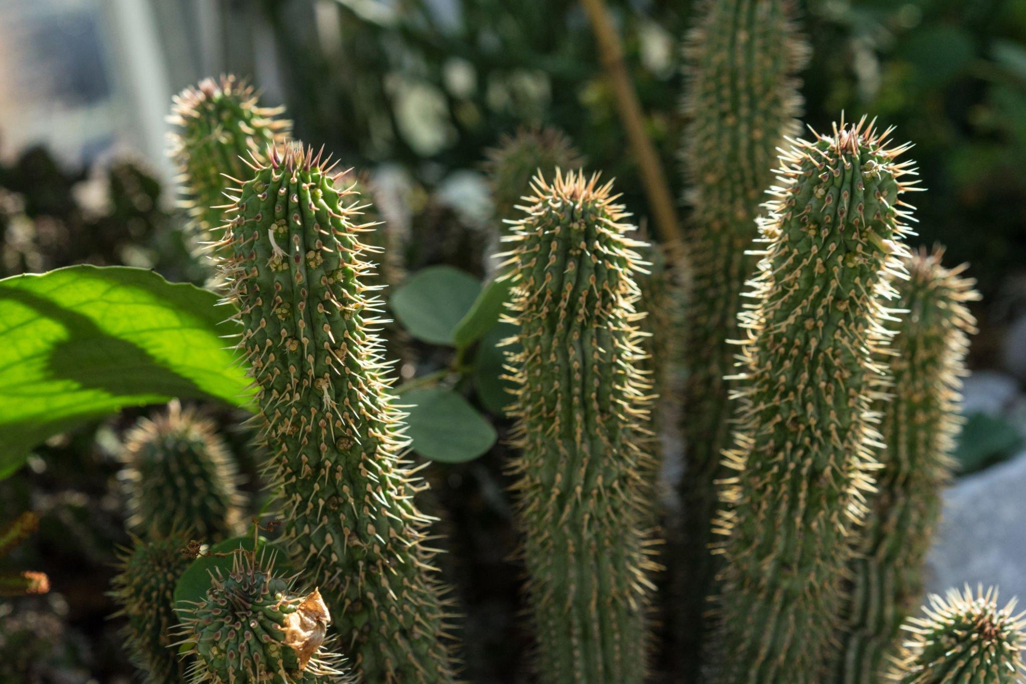 What is Hoodia - Does it Work for Weight Loss - Side Effects