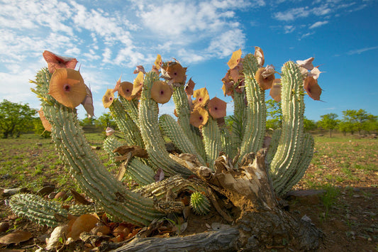 Is Hoodia Gordonii حبوب Effective for Safe Weight Loss?